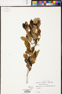 Cyrilla racemiflora image