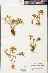 Sedum pulchellum image