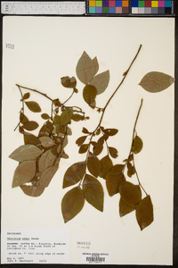 Vaccinium ashei image