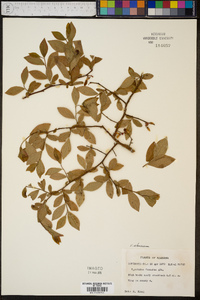 Vaccinium atrococcum image