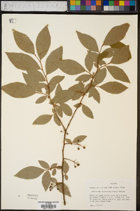 Vaccinium atrococcum image