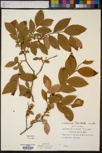 Vaccinium atrococcum image