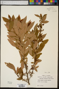 Vaccinium atrococcum image