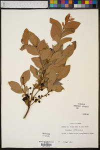 Vaccinium atrococcum image