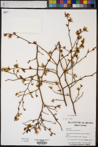 Vaccinium ashei image