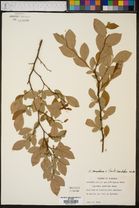 Vaccinium ashei image