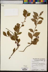 Vaccinium ashei image