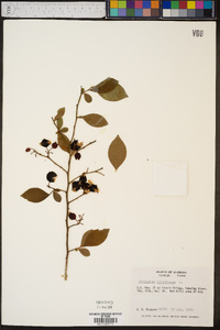 Vaccinium ashei image