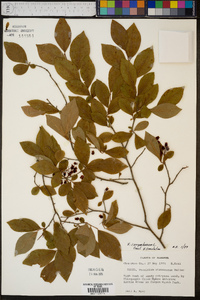 Vaccinium simulatum image