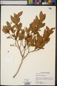 Vaccinium fuscatum image