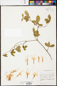 Rhododendron canescens image