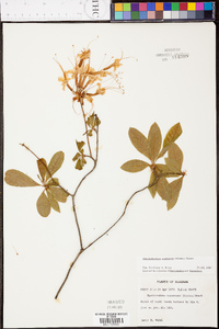 Rhododendron canescens image