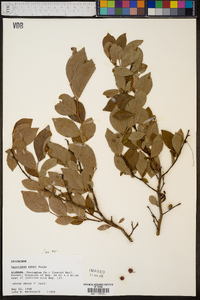 Vaccinium ashei image