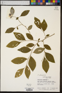 Vaccinium atrococcum image