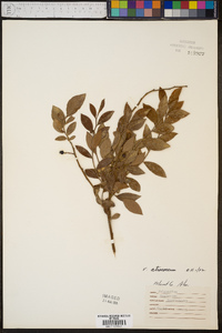 Vaccinium atrococcum image