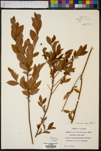 Vaccinium ashei image