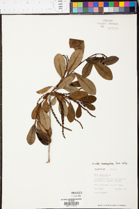 Cyrilla racemiflora image