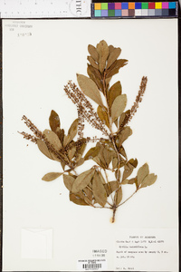 Cyrilla racemiflora image