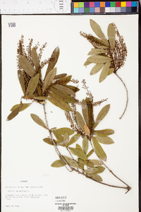 Cyrilla racemiflora image