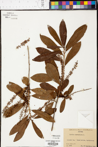 Cyrilla racemiflora image