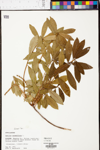 Cyrilla racemiflora image