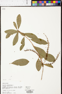 Cyrilla racemiflora image