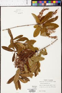 Cyrilla racemiflora image