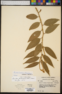 Leucothoe fontanesiana image