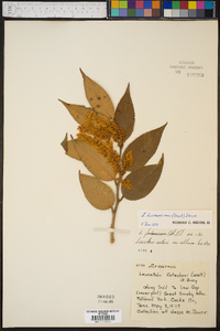 Leucothoe fontanesiana image