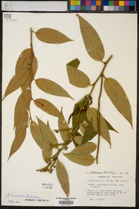 Leucothoe fontanesiana image