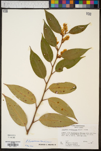 Leucothoe fontanesiana image