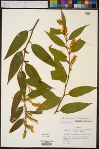 Leucothoe fontanesiana image