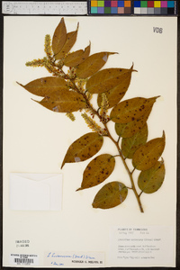 Leucothoe fontanesiana image