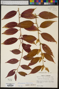 Leucothoe fontanesiana image