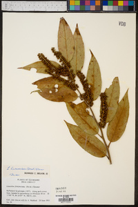 Leucothoe fontanesiana image