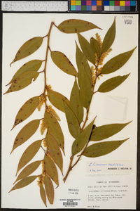 Leucothoe fontanesiana image