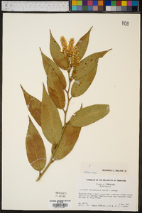 Leucothoe fontanesiana image