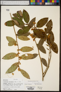 Leucothoe axillaris image