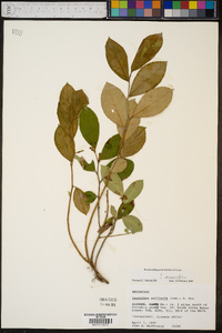 Leucothoe axillaris image