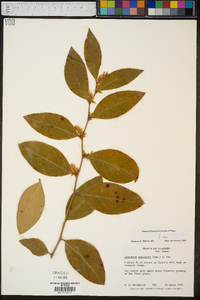 Leucothoe axillaris image