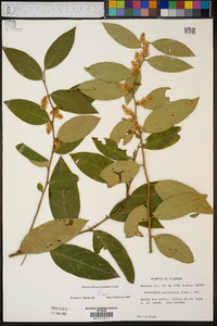 Leucothoe axillaris image