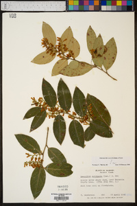 Leucothoe axillaris image