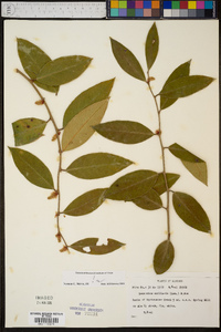 Leucothoe axillaris image