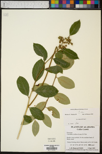 Leucothoe axillaris image