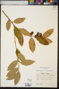 Leucothoe axillaris image