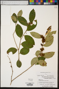 Leucothoe axillaris image