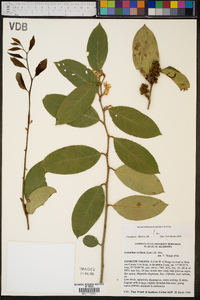 Leucothoe axillaris image