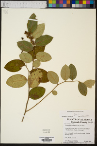 Leucothoe axillaris image