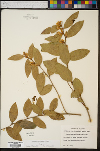 Leucothoe axillaris image