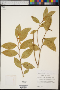 Leucothoe axillaris image